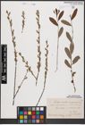 Foto von Salix aurita L. x Salix purpurea L.